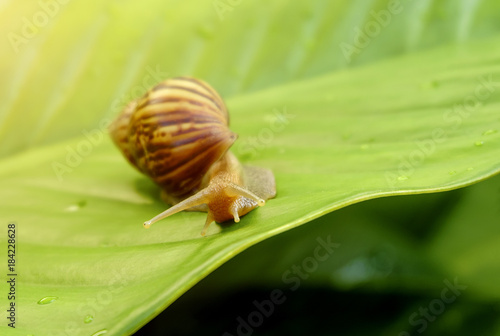 Curious snail in the garden on green leaf