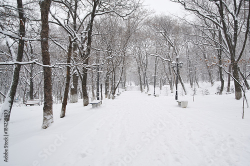 Alley of winter park, snowy day © evafesenuk