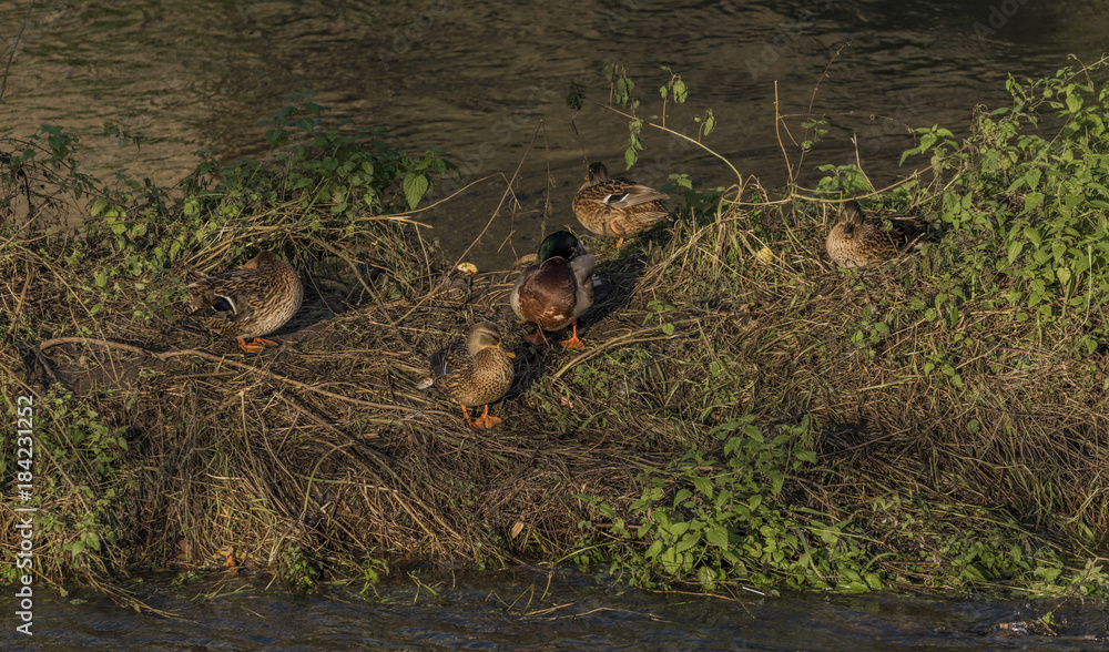 Fototapeta premium Ducks near river Bilina in winter sunn day