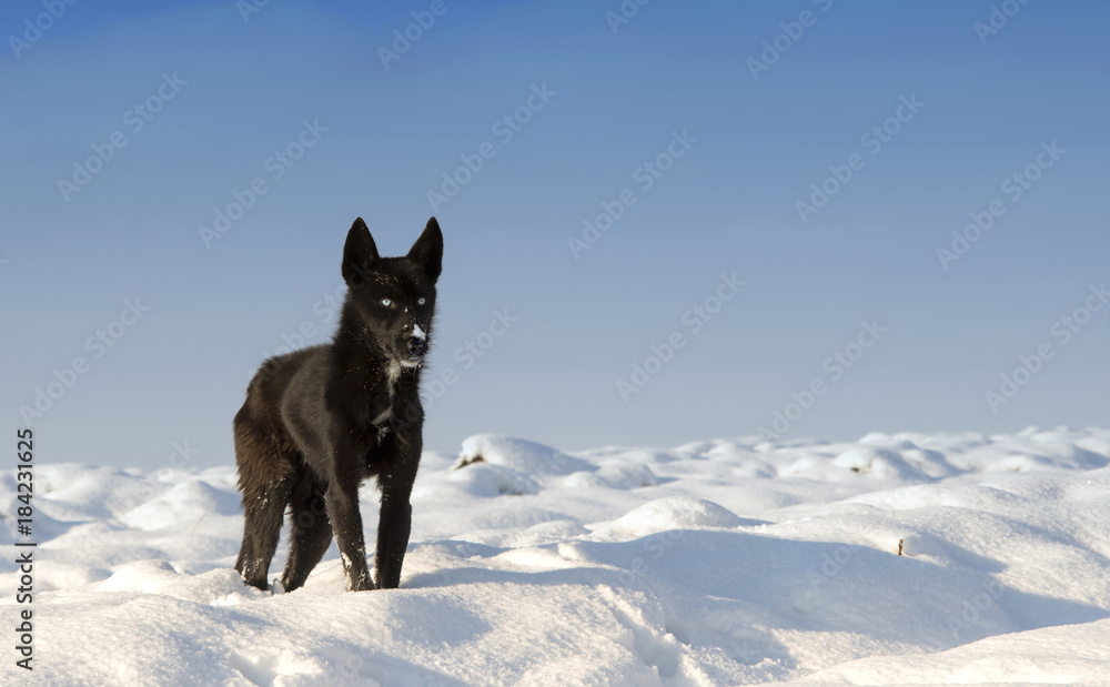 Obraz premium black dog