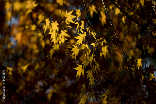 Autumn maple leaves-