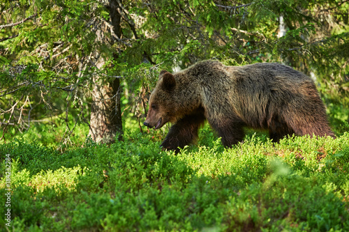 wild brown bear in the forest