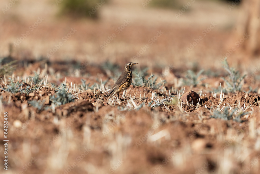 Groundscraper Thrush (Psophocichla litsitsirupa) on a field Groundscraper Thrush (Psophocichla litsitsirupa) on a field