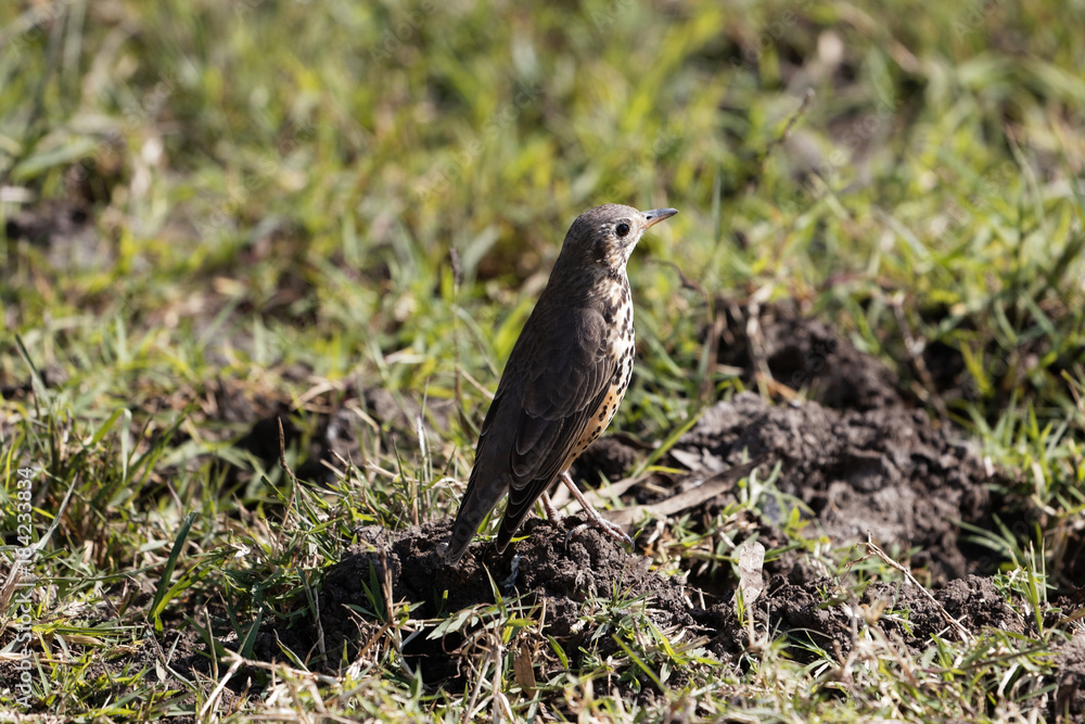 Groundscraper Thrush (Psophocichla litsitsirupa) on a field Groundscraper Thrush (Psophocichla litsitsirupa) on a field