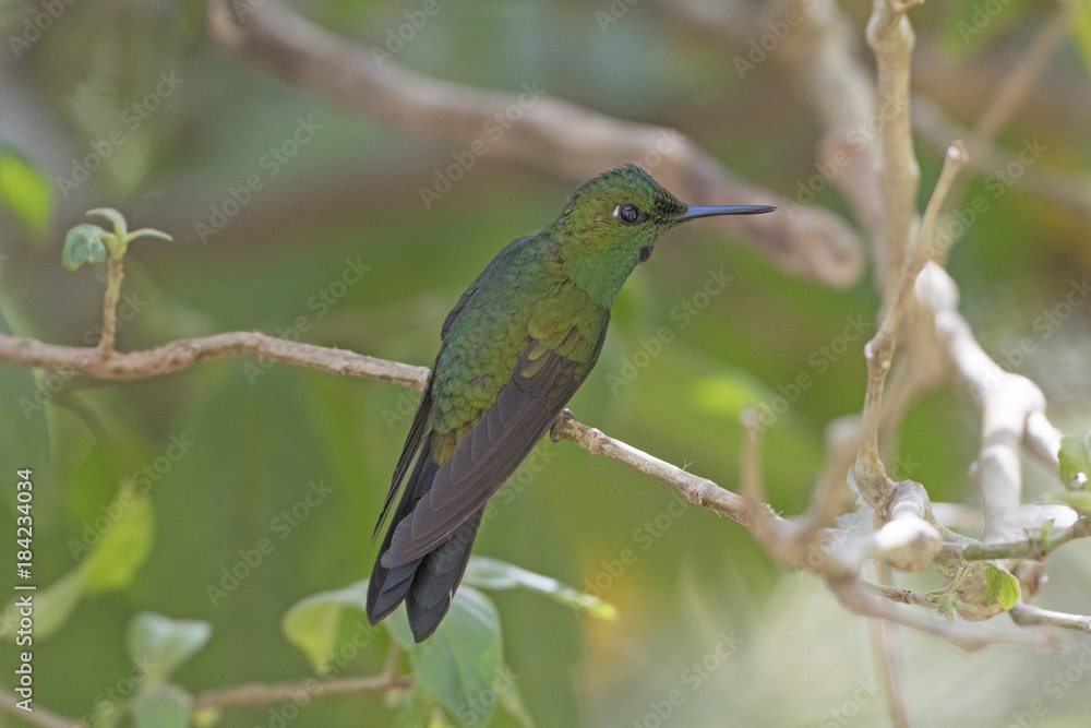 Fototapeta premium Male Green Crowned Brilliant Hummingbird