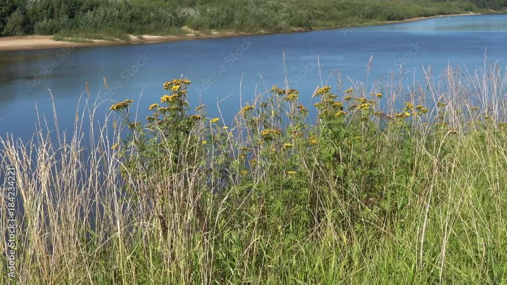 The bushes of tansy on a background of the river Vetluga, sunny summer day. Kostroma region, Russia The bushes of tansy on a background of the river Vetluga, sunny summer day. Kostroma region, Russia