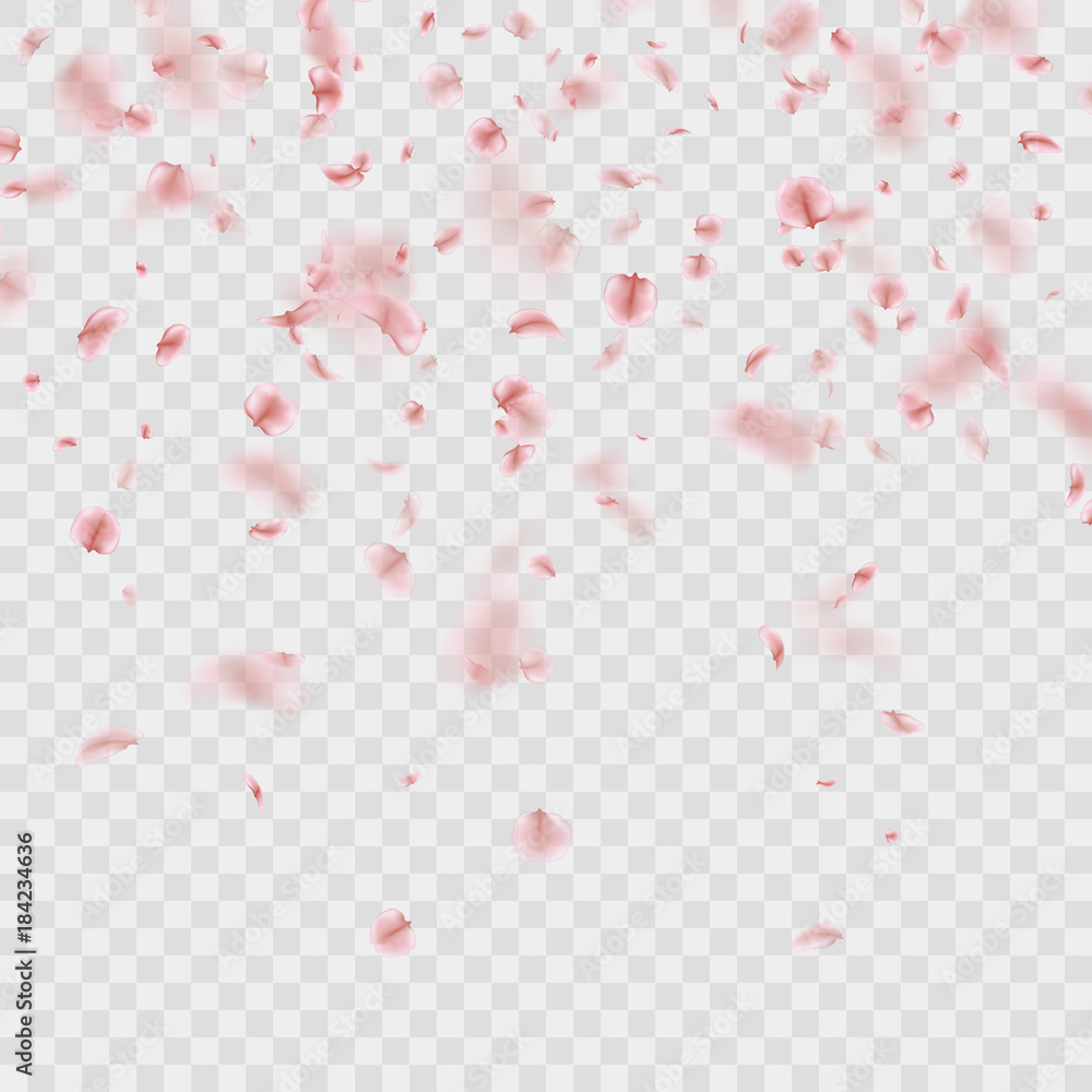 Scattered Sakura petals on transparent background. EPS 10 vector - obrazy, fototapety, plakaty 