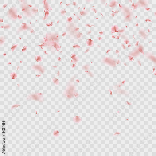 Fototapeta Scattered Sakura petals on transparent background. EPS 10 vector