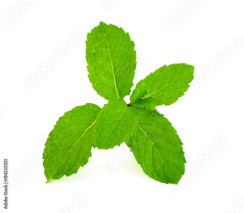 Herb, green leaves, Fresh Mint isolated on white background.