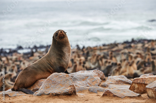 Colony of fur seals in Namibia