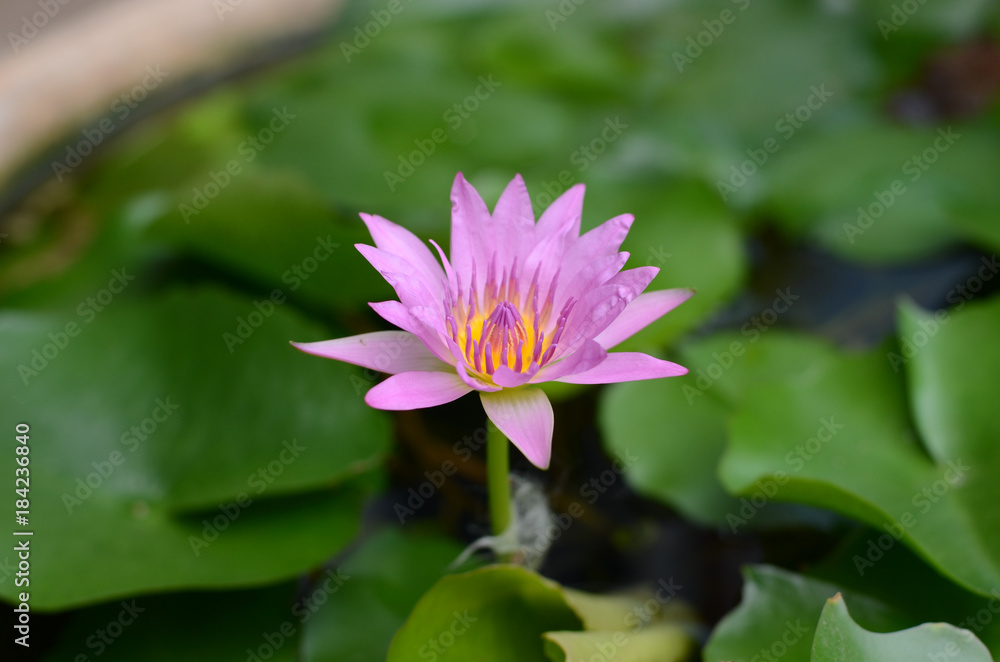 Fototapeta premium lotus