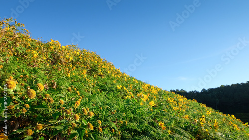 Fototapeta Naklejka Na Ścianę i Meble -  Mountain meadow, Mexican tournesol, Mexican sunflower,
Mae Hong Son Thailand.
