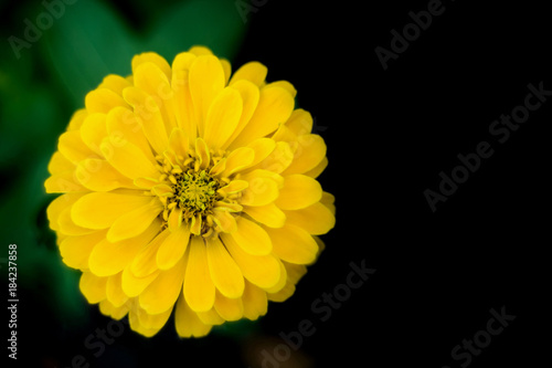 Marigold flowers so beautiful on black alternating green background.