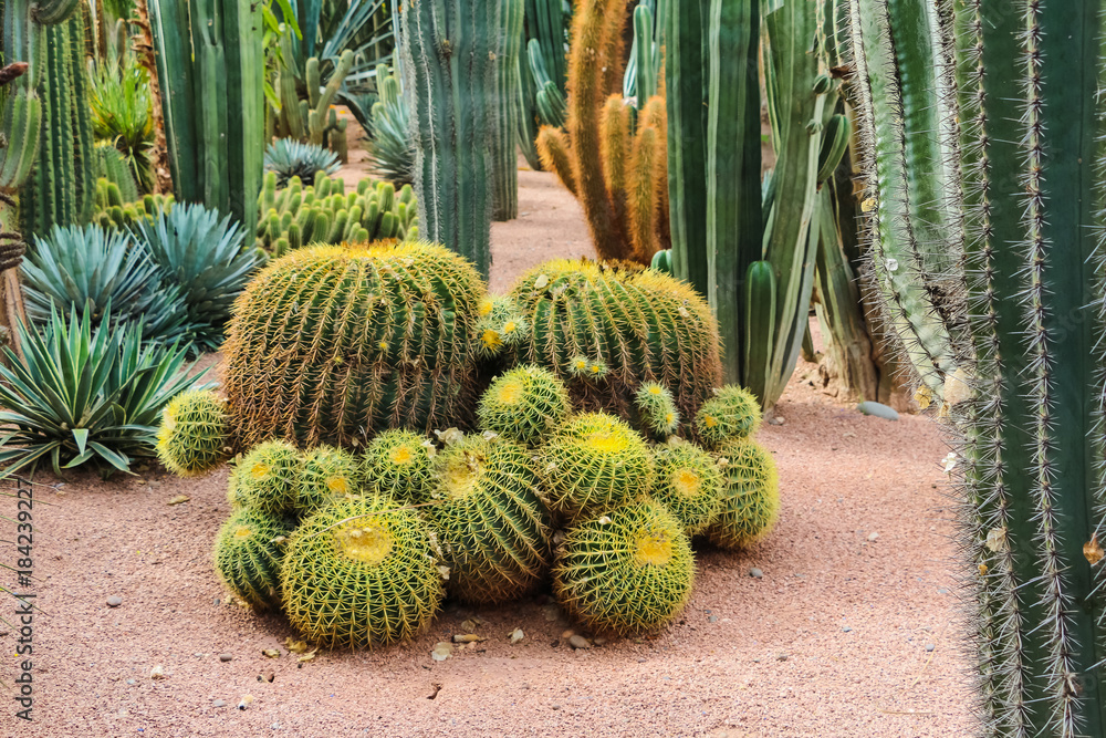 Cactus plants outdoors in a summer day Cactus plants outdoors in a summer day