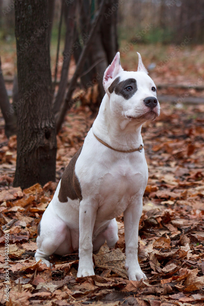 American staffordshire terrier puppy is sitting on the autumn foliage. Pet animals.