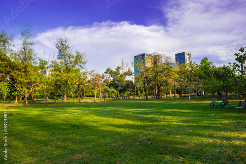 Park with building skyscraper in the green city