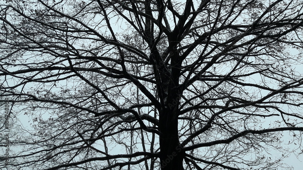 Albero spoglio Albero spoglio