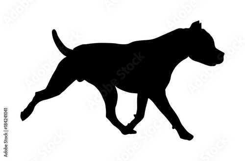 Dog portrait of American Staffordshire pit bull terrier vector silhouette illustration isolated. Dogo Argentino running. Beware of dog.