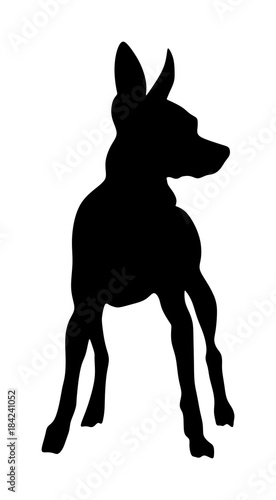 Portrait of miniature Pincher vector silhouette illustration isolated. Small pincher dog silhouette. Manchester terrier. Beware of dog.