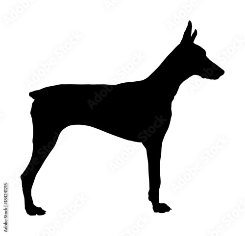 Portrait of Doberman Pincher dog vector silhouette illustration isolated.  German military guardian dog. Dog for detecting smuggling drugs. Beware of dog.