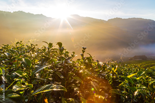 Sunrise morning in tea plantation field on mountain