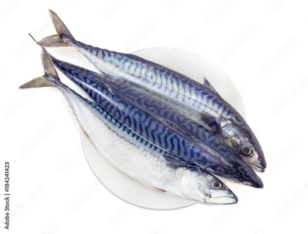 Three uncooked Atlantic mackerel on a white dish Three uncooked Atlantic mackerel on a white dish