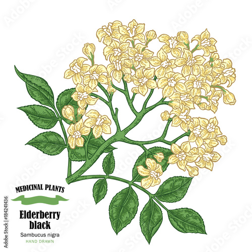 Elderberry black, sambucus. Hand drawn elder branch with flowers vector illustration isolated on white background.