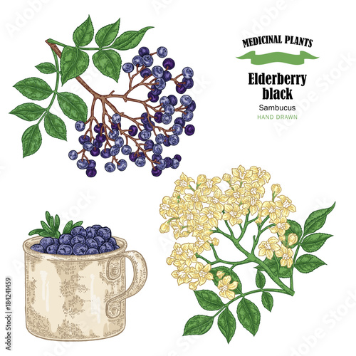 Elderberry black common names sambucus. Hand drawn elder branch with flowers and leaves vector illustration isolated on white background.