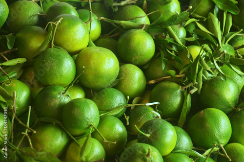 Green dalandan citrus fruit display photo