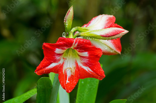 Closeup red flower of wet Hippeastrum plant with raindrop, blurred green background. photo