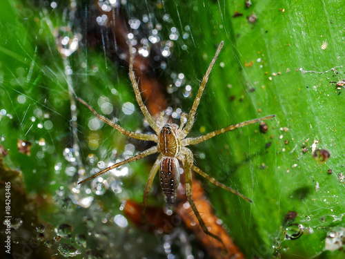 Spiders are on the spider web on leaves. There are drops of water on the spider web.