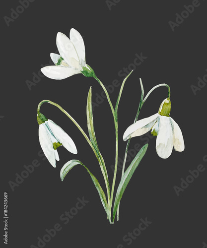 Watercolor snowdrop flower