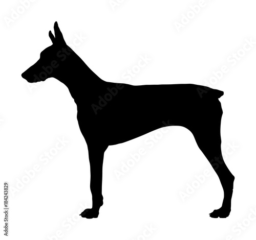 Portrait of Doberman Pincher dog vector silhouette illustration isolated.  German military guardian dog. Dog for detecting smuggling drugs. Beware of dog.