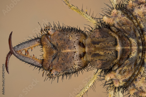Antlion portrait. Extreme head details.
