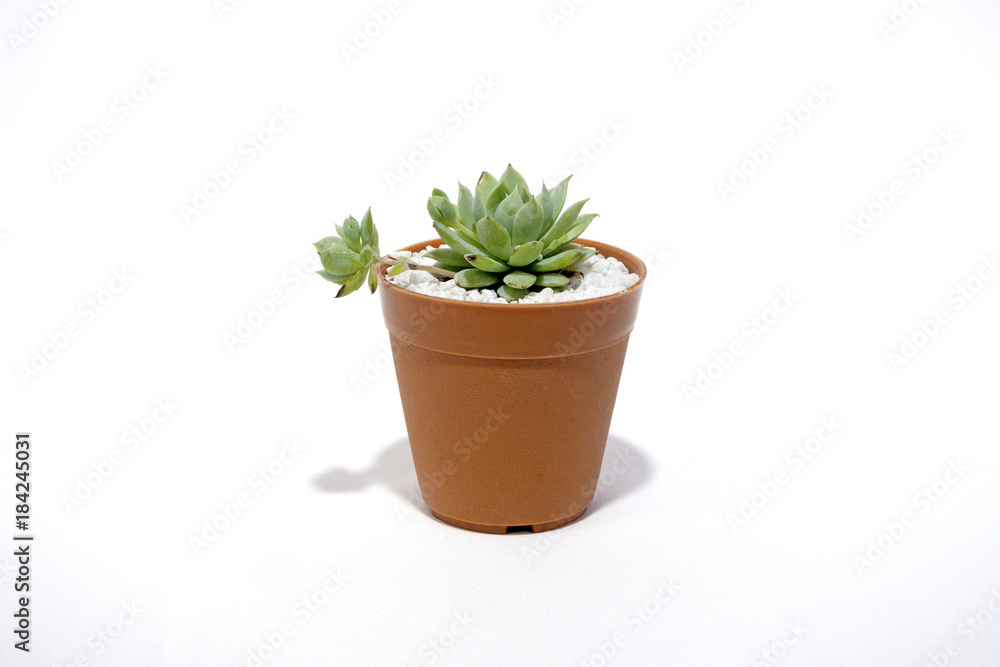 Obraz premium Echeveria flower plants in the Crassulaceae isolated on white background