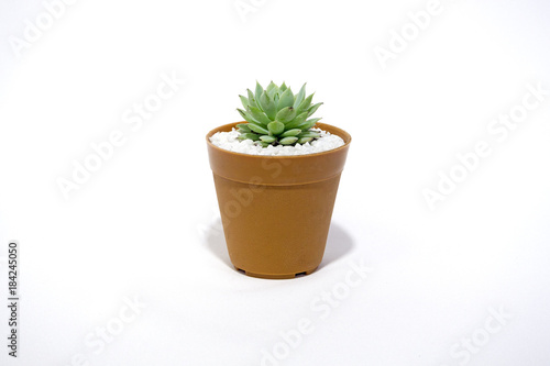 Echeveria flower plants in the Crassulaceae isolated on white background