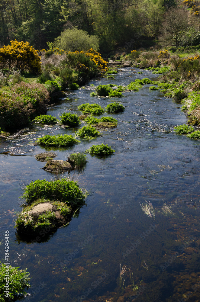 Fototapeta premium The Dart River In Early Spring Season At Postbridge, Dartmoor National Park, England