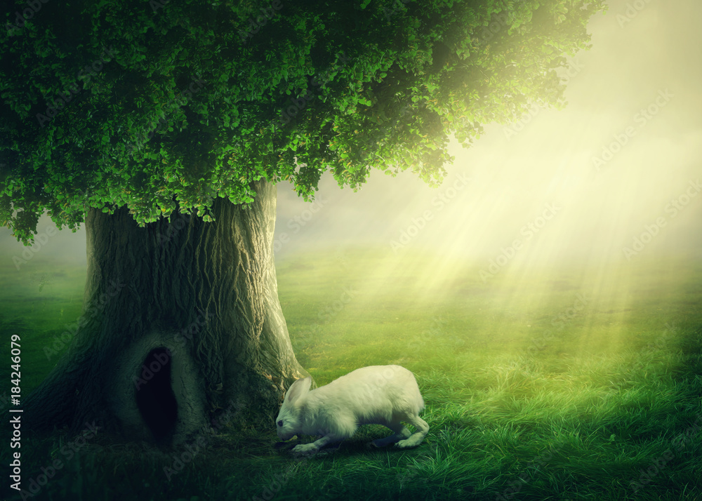 Fototapeta premium White rabbit