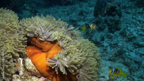 Wallpaper Mural Clown fish in Magnificent anemone Stichodactylidae underwater Red sea. Amphiprion bicinctus. Relax video about marine nature on background of beautiful lagoon. Torontodigital.ca