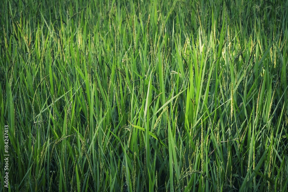 Obraz premium Green Rice Paddy Farm