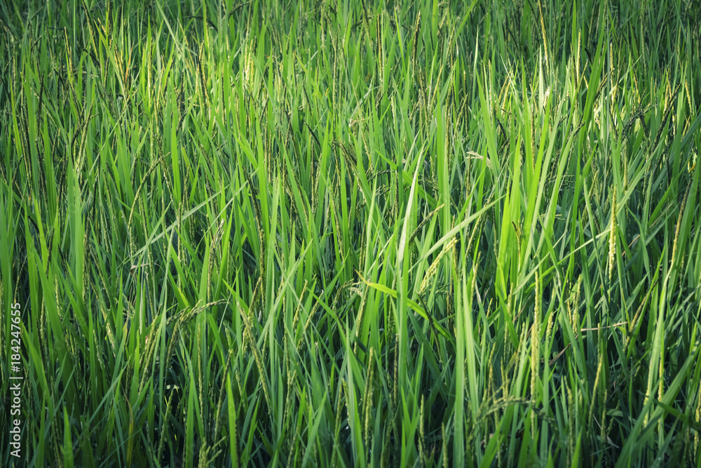 Obraz premium Green Rice Paddy Farm
