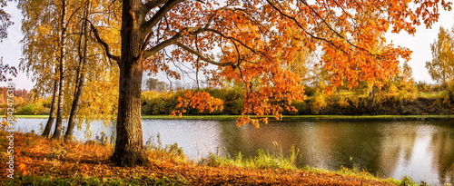Дуб с осенней кроной листьев на берегу пруда Autumn oak with yellow-red leaves