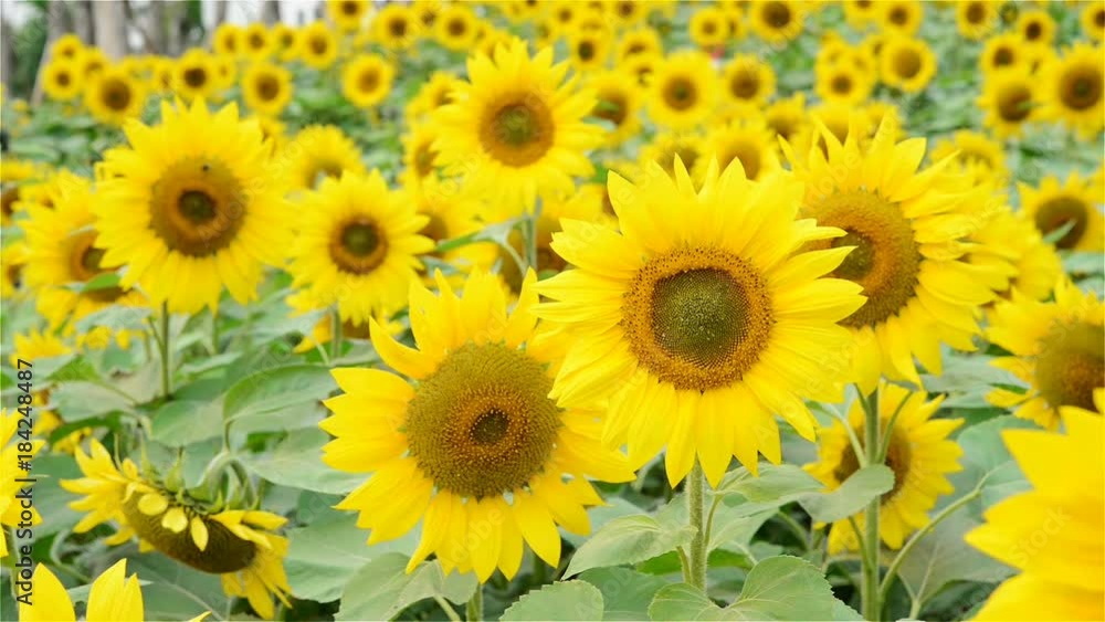 lots of sun flowers in a field with bees flying on background lots of sun flowers in a field with bees flying on background