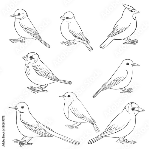 vector set of birds