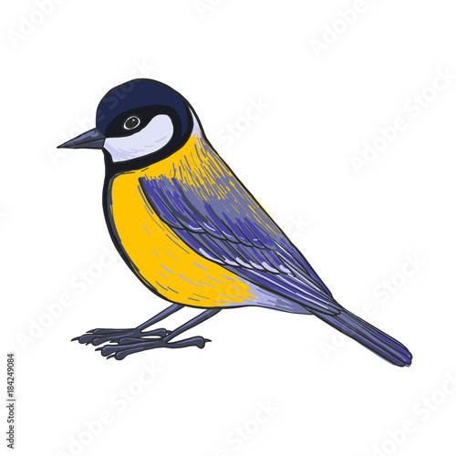 vector drawing titmouse