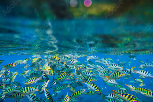 Tropical bright fishes in Indian ocean.