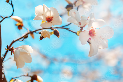 Beautiful flowers of a magnoliin background of the blue sky. Spring background. Selective focus. © Anna