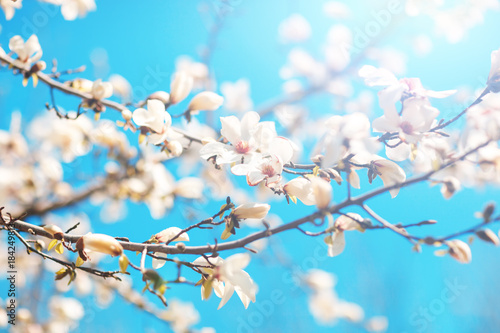 Beautiful flowers of a magnoliin background of the blue sky. Spring background. Selective focus.