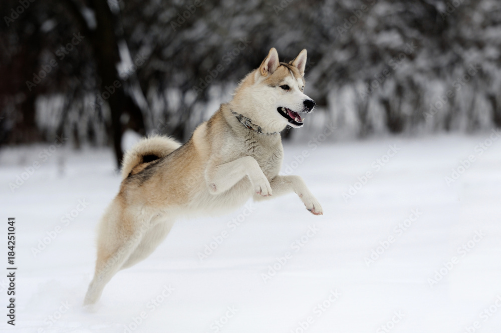 Husky Husky