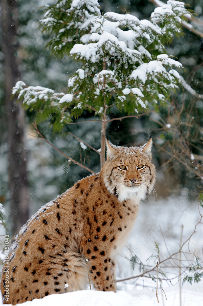 Obraz premium Lynx in winter day